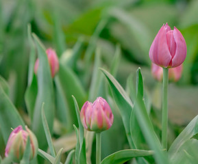 Pink tulip and green leaves in the field