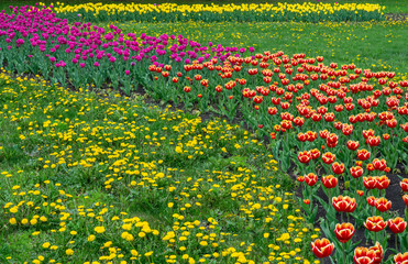 spring, Tulip flowers in the design of city parks of different colors and in different combinations close-up