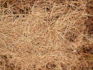 Hay dry texture background