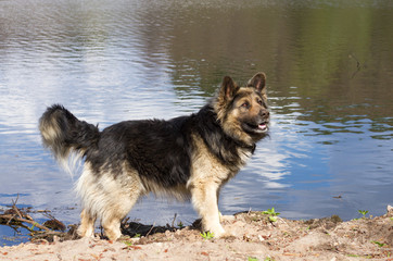 Guard dog at the shore