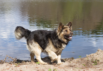 Guard dog at the shore