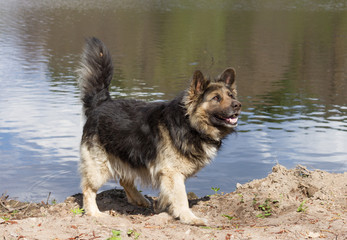 Guard dog at the shore