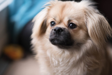 Young tibetan spaniel dog sitting by a window