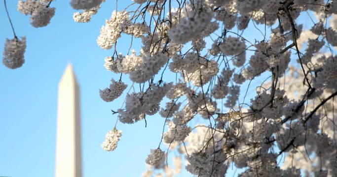 Yoshino Cherry Blossoms Near the Washington Monument in Washington DC