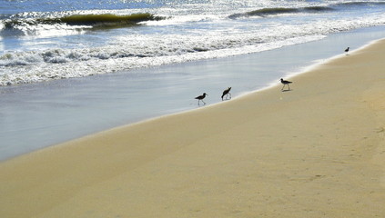 Birds by ocean