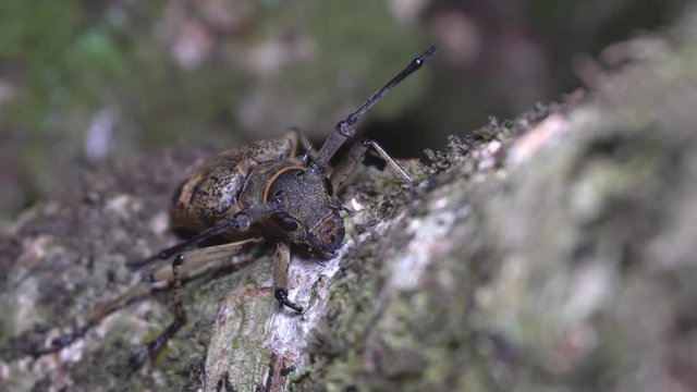 4K footage closeup longhorn beetle during night at nature deep jungle, Sabah, Borneo