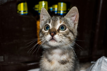 BEAUTIFUL BABY CAT IN THE FOREGROUND