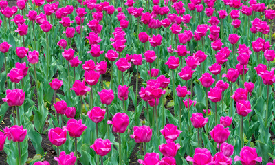 Fototapeta premium spring, Tulip flowers in the design of city parks of different colors and in different combinations close-up
