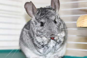 Obraz premium Chinchilla comiendo arandano