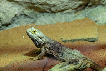 Portrait of (Pogona vitticeps) bearded dragon in its terrarium