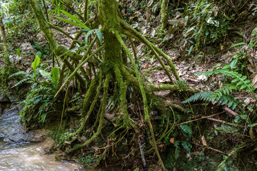 TREE WITH SHALLOW ROOTS
