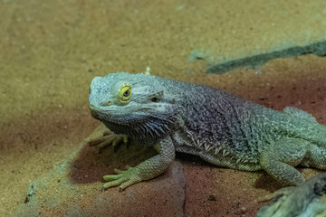 Portrait of (Pogona vitticeps) bearded dragon in its terrarium