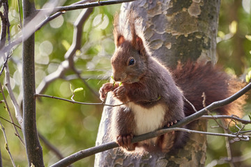  Close-up of Red Squirrel (Sciurus vulgaris) eating in tree