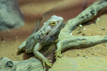 Portrait of (Pogona vitticeps) bearded dragon in its terrarium