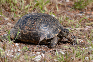 А spur-thighed turtle (testudo graeca ibera)