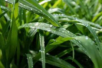 Water on a leaf with sunlight