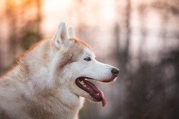Cute and happy Siberian Husky dog sitting in the forest at sunset in spring