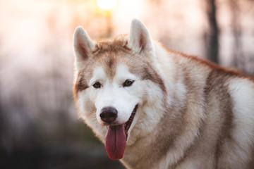 Beautiful and free Siberian Husky dog sitting in the forest at sunset in spring