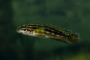 Marlieri cichlid  (Julidochromis marlieri).