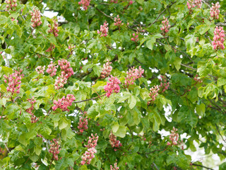 Aesculus × carnea - Marronier à fleurs rouges, un bel arbre d'ornement et d'ombrage à forte ramure arrondie, aux grandes feuilles ondulées et dentées vert foncé