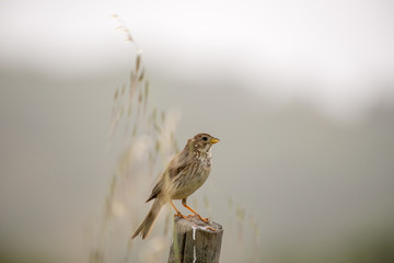 Emberiza calandra