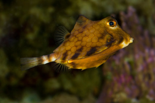 Thornback boxfish, humpback turretfish, helmet cowfish, camel cowfish, thornbacked boxfish  (Tetrosomus gibbosus).