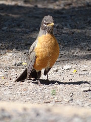 Birds American Robin