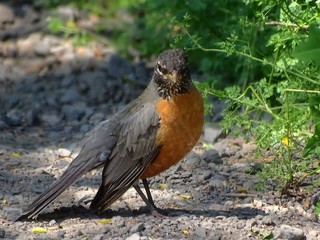 Birds American Robin