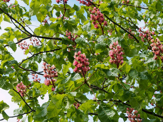 Obraz premium Aesculus × carnea - Marronier à fleurs rouges, un bel arbre d'ornement et d'ombrage à forte ramure arrondie, aux grandes feuilles ondulées et dentées vert foncé