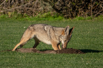 A wild coyote (Canis latrans) attempts to catch a gopher deep in its hole, in a neighborhood park...
