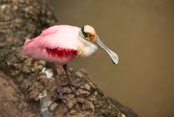 Pink spoonbill bird resting on shoreline