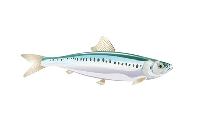 Sardine, Ivasi fish isolated on light background. Fresh fish in a simple flat style. Vector for design seafood packaging and market illustration. EPS10. Marine life or water nature