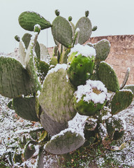 Fico d'india innevato in campagna d'inverno a Lecce in Puglia