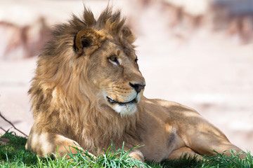 African male lion resting at midday in green grass 