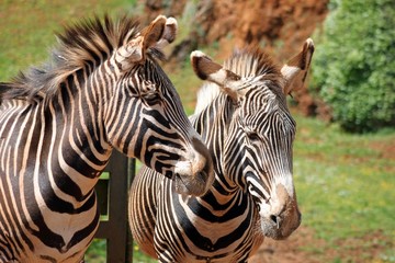 Fototapeta na wymiar Cebras grevy africanas