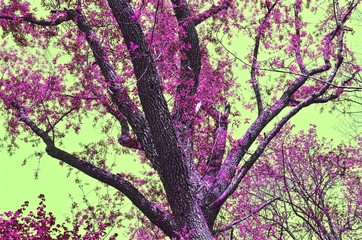 colorful tree in blossom