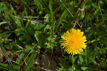 One dandelion flower in the grass