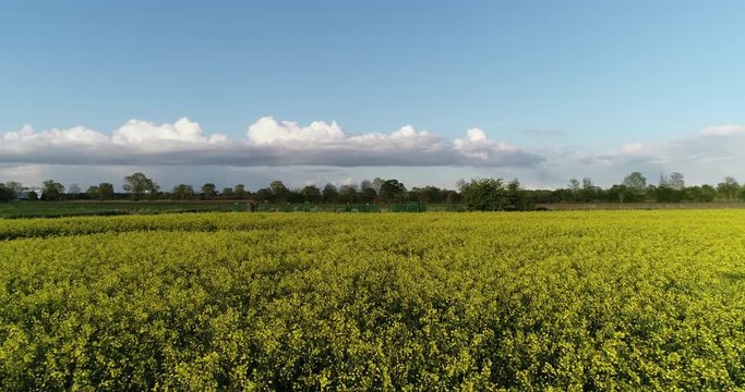 Bienenstockkasten - Magazinbeuten an einem Rapsfeld