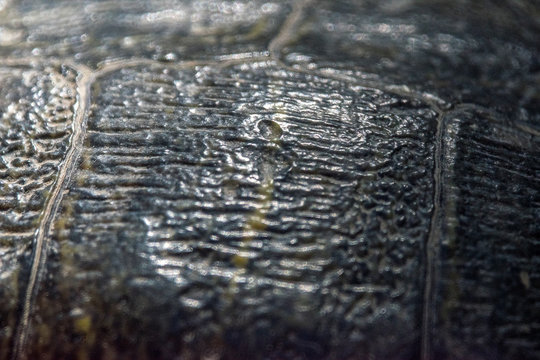turtle shell