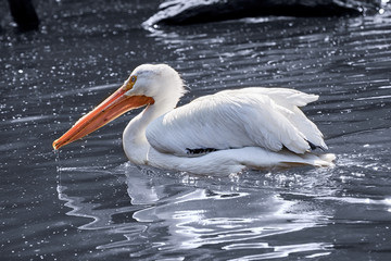 Naklejka na ściany i meble American white pelican swims in the water (Pelecanus erythrorhynchos)