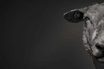 Keuken spatwand met foto Half-face portrait of a sheep isolated on black-gray background in Lower Saxony, Germany © Thomas Marx
