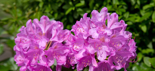 Beautiful pink Rhododendron. Spring Flowers background.