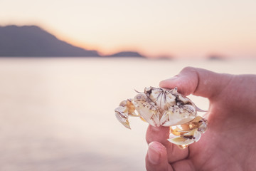 Hand holding small yellow-white crab with black eyes on sunset, Koh Chang, Thailand