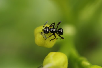 ant on a leaf