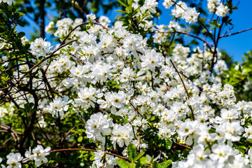 Exochorda macrantha 'The Bride' flowering shrub in springtime