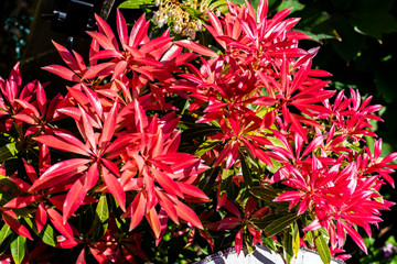Red Peiris bracts on shrub in spring