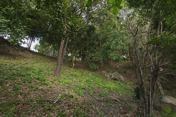Natural Forest at the North at Phuket Thailand