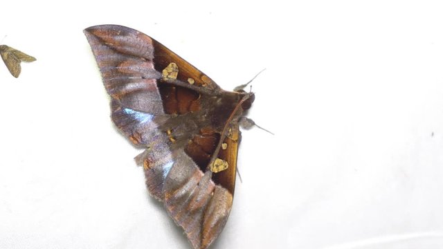 4K footage of nature moth on white cloth during night at Sabah, Borneo