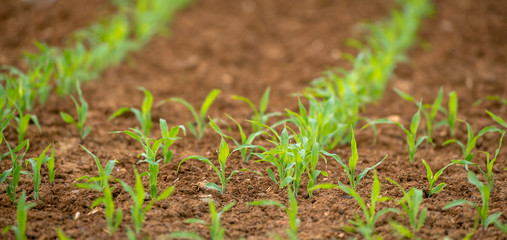 Rebentos jovens na terra