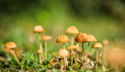 mushroom in the grass